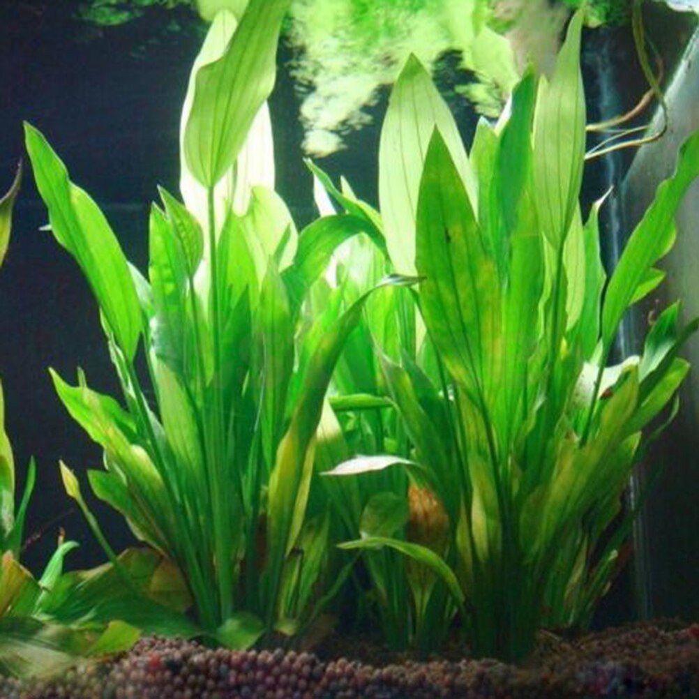 15cm sztuczne akwarium rośliny – Marine Aquarium For Sale recenzja i cena
